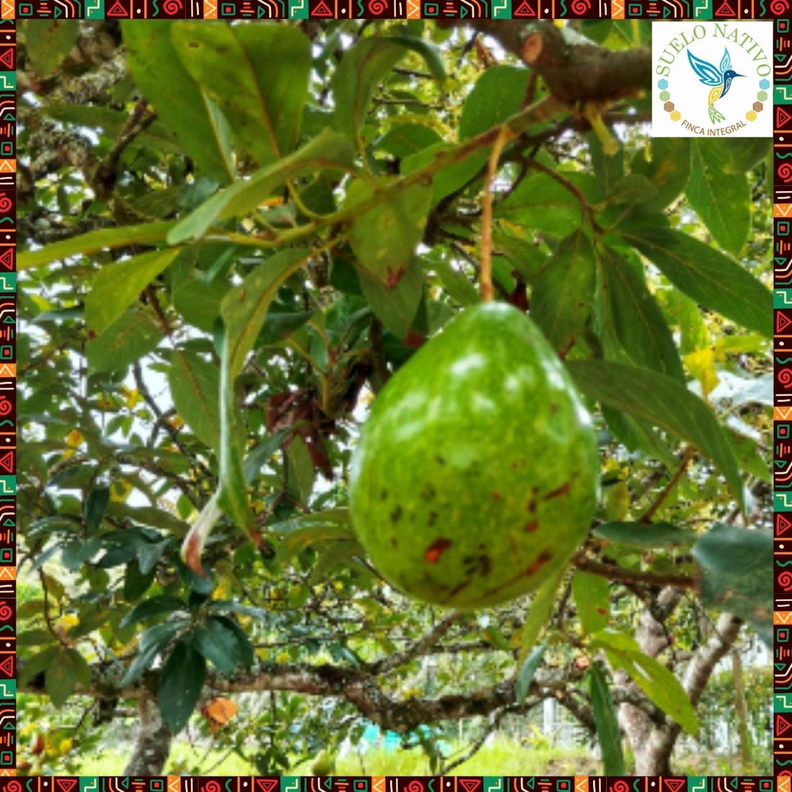 Hotel Finca Integral Suelo Natiivo "Integramos El Campo Con Tu Bienestar" Guaduas Esterno foto